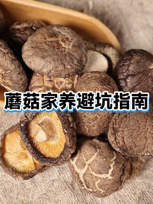 可以把蘑菇种在睡的房间里吗