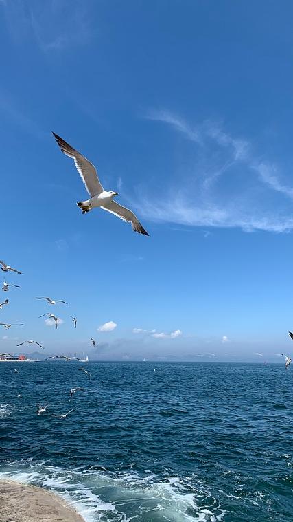海鸥海上飞图片