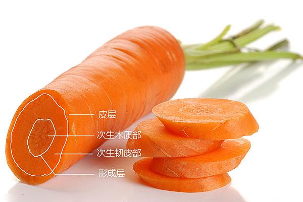 胡萝卜结构图解