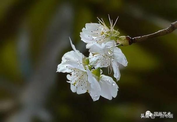《破俗》 作者:绿蜡
