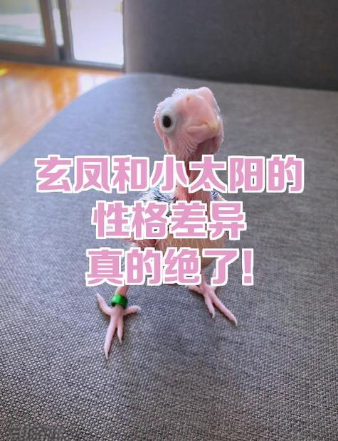 怎么让玄凤鹦鹉繁殖缩略图