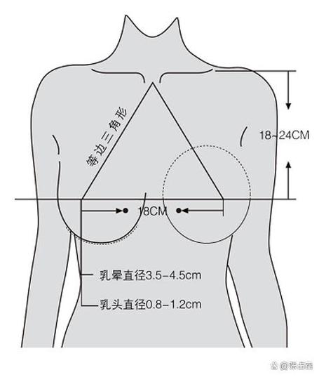 乳轴高度