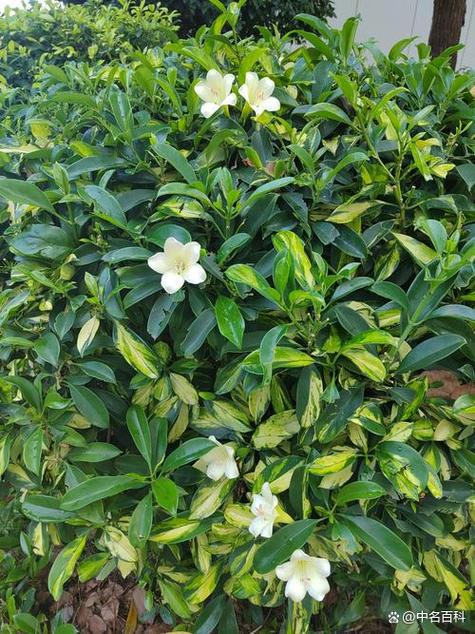 非洲茉莉花的图片