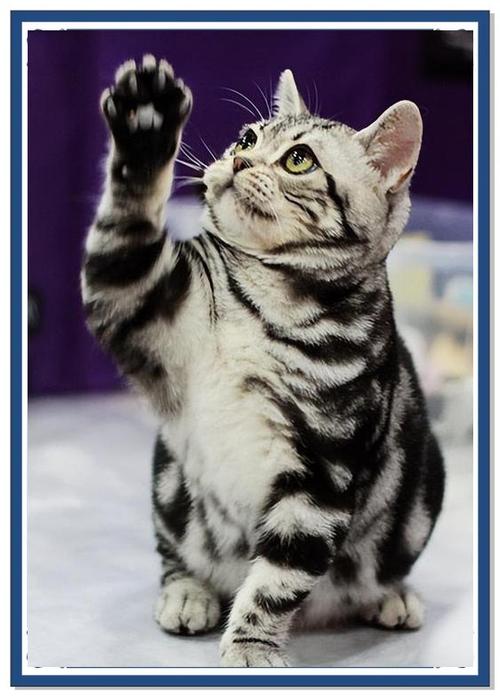美短和狸花猫的身材区别