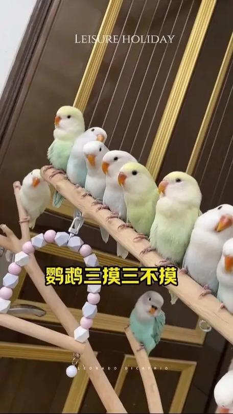 摸了鹦鹉要洗手吗