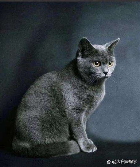 蓝猫分几个品种