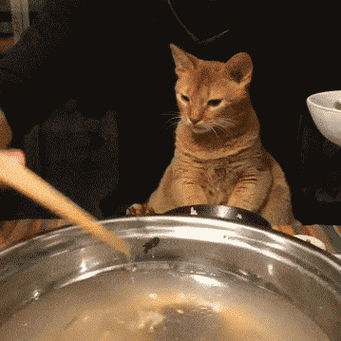 小猫不吃东西是什么原因截图