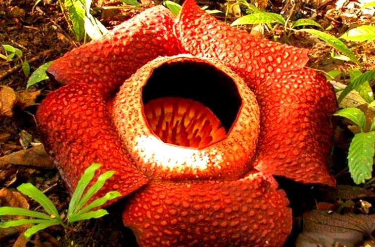 食人花能吃人吗图标