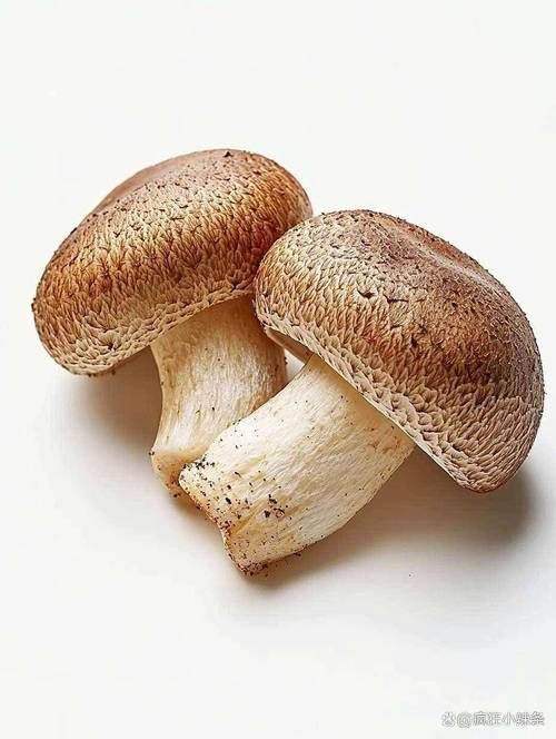 怀孕能吃香菇吗前三个月