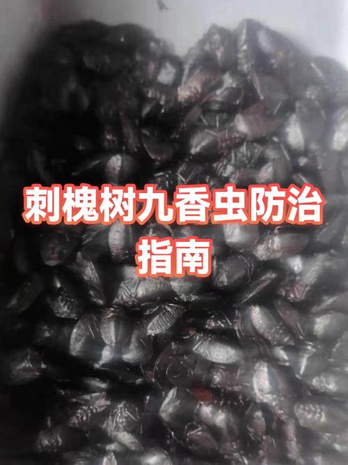 捕捉九香虫的最好方法缩略图