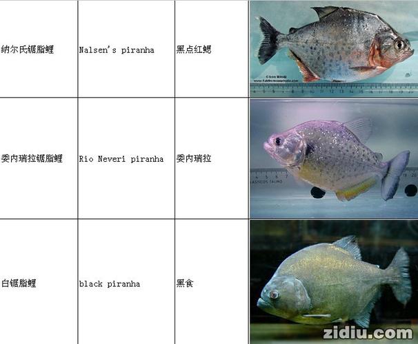 最值得养的S属水虎