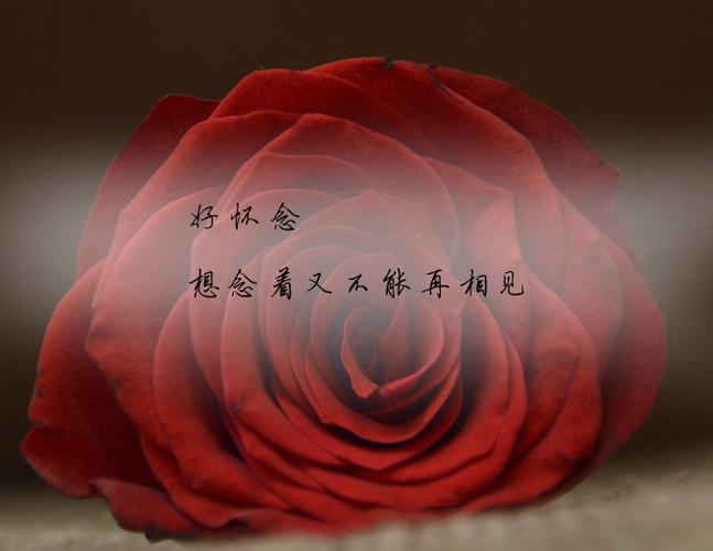 心心念念最佳配句