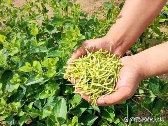 农村种植什么最赚钱图标