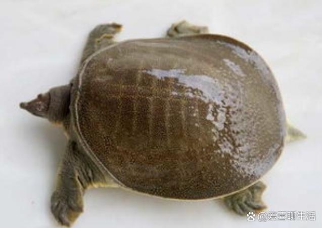 甲鱼暂时不吃怎么存放
