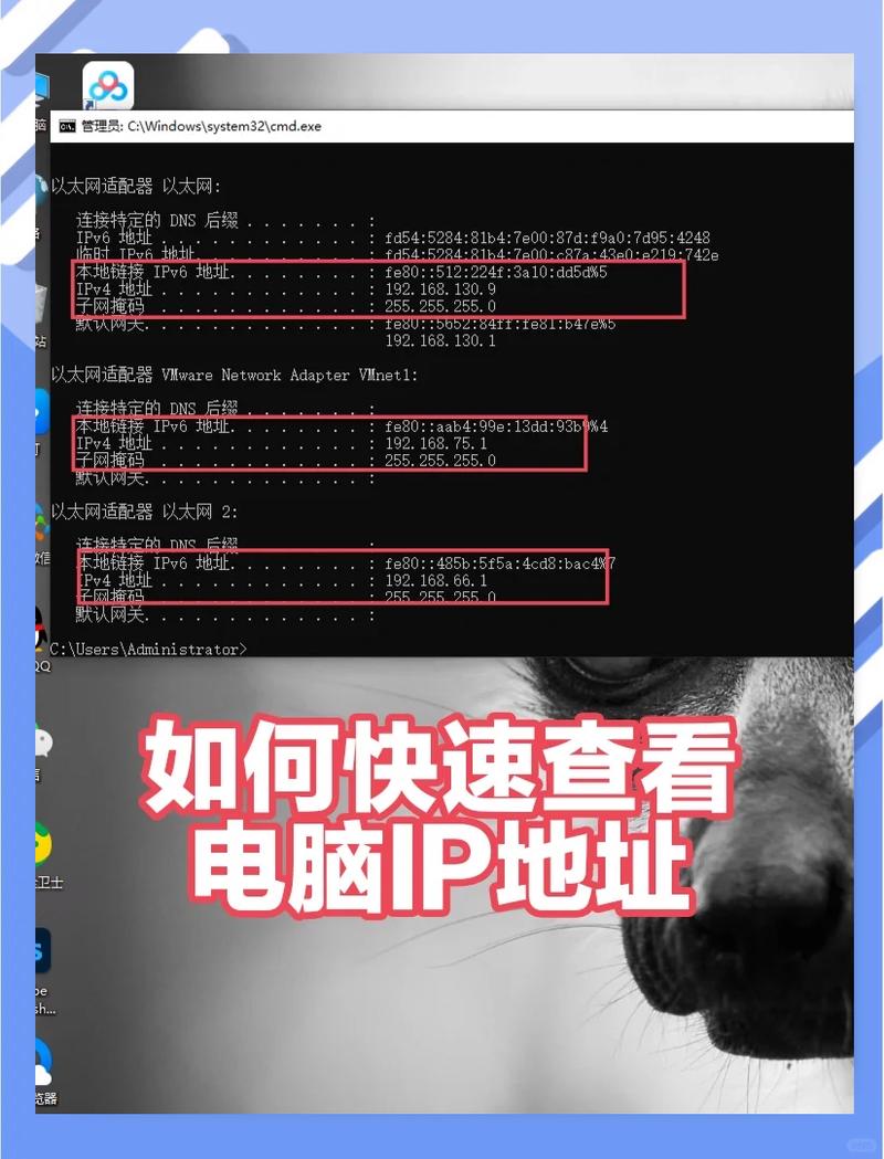 怎么查询一个app的服务器ip