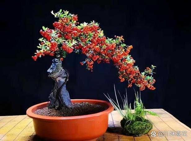 火棘果为何是丧命果