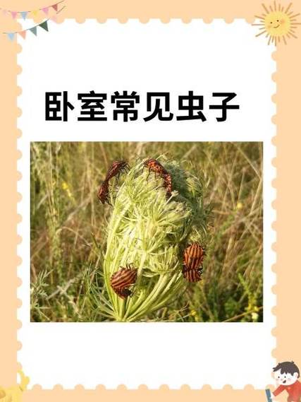 房间臭虫怎样彻底清除