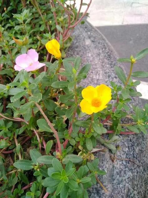 马齿苋和太阳花的区别