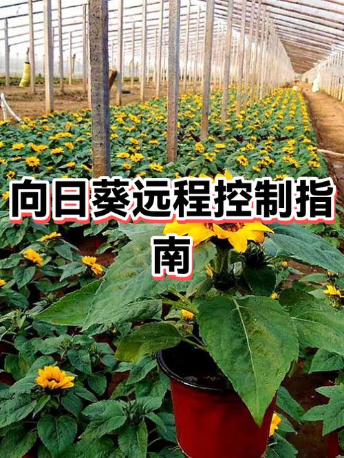 向日葵远程没反应截图