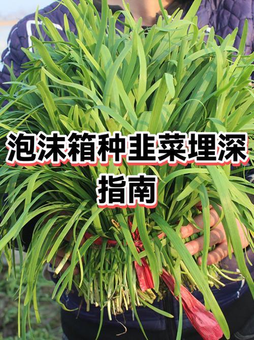 韭菜种植方法