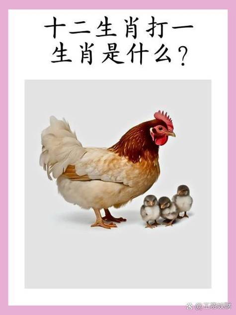 翻来翻去是什么生肖