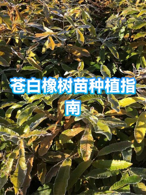 mc苍白橡树怎么种