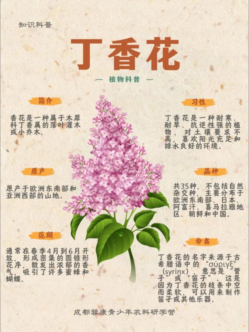 丁香花盛开的句子缩略图