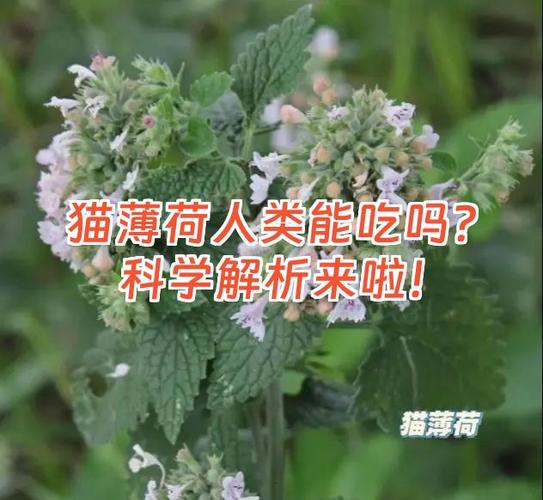 为什么要让猫吃薄荷球