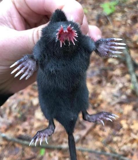 鼹鼠世界