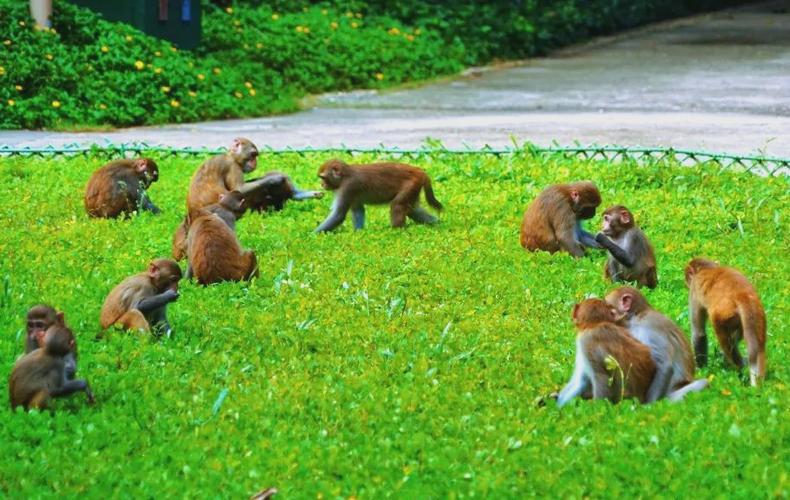 海南看猴子是哪个景点
