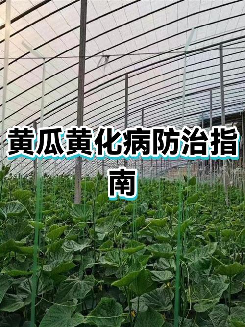 黄瓜黄化病是啥原因怎么防治