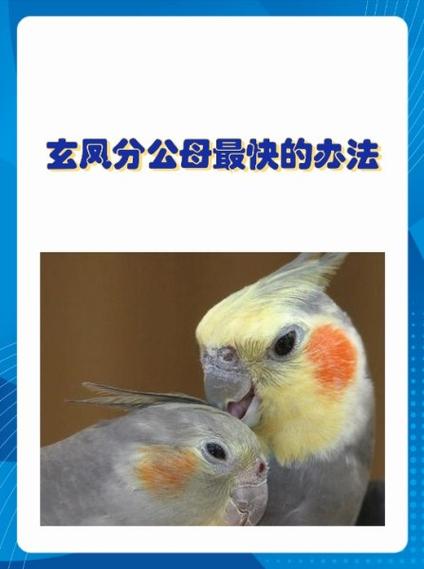 玄凤鹦鹉如何繁殖游戏截图