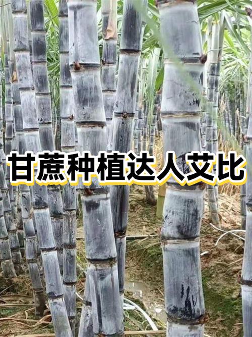 小伙子卖甘蔗的诀窍