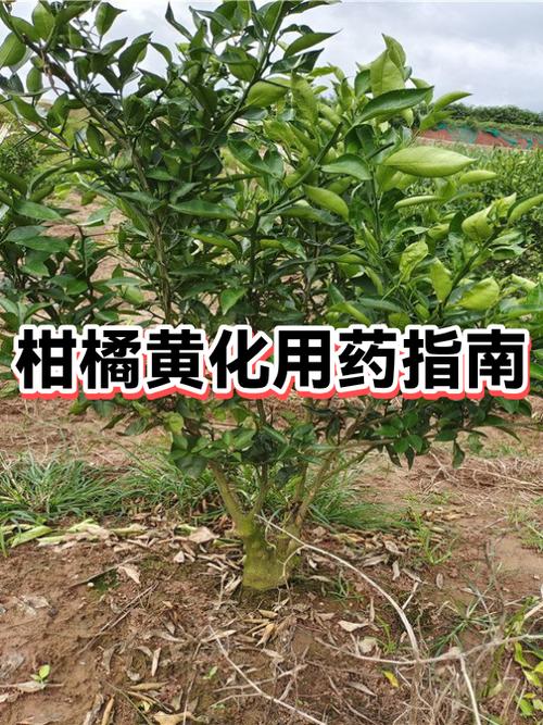 柑橘黄化治疗
