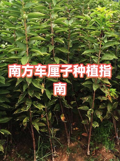 种植樱桃的成本和利润图标