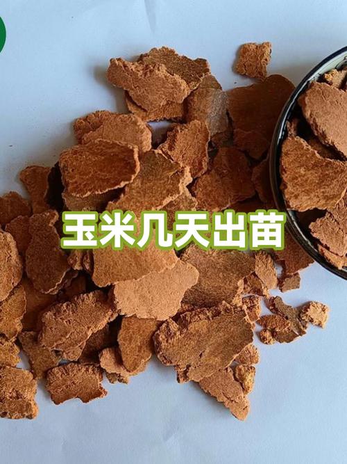 10度以上玉米几天出土