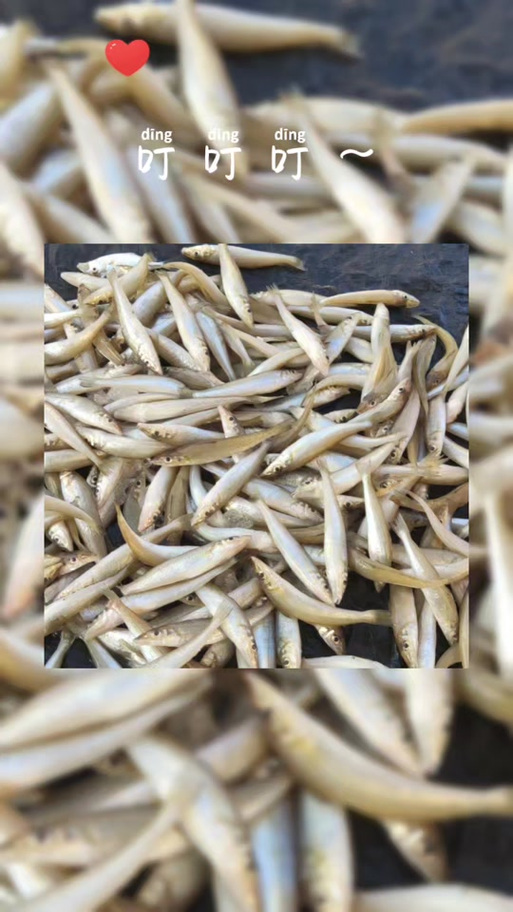 沙丁鱼的功效与作用