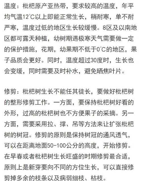 枇杷什么时候结果截图