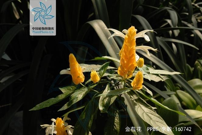 金爆的抱