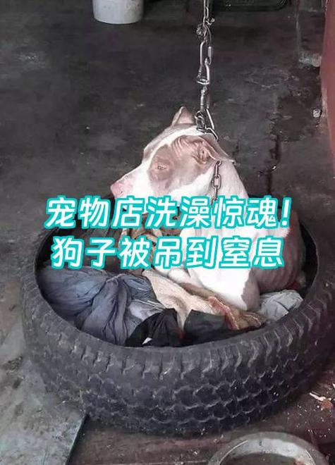 女子因赢球尖叫宠物狗遭击毙