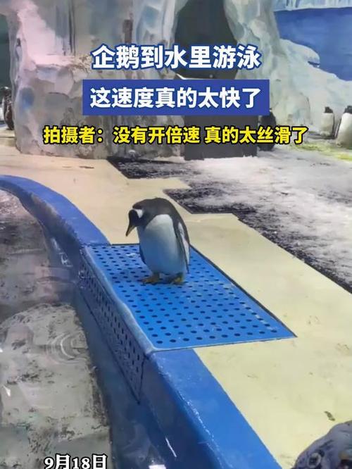 企鹅做任务是真的吗缩略图