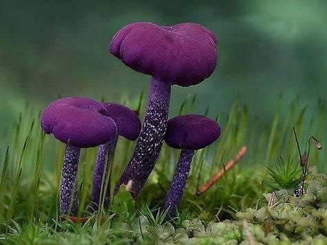 紫色蘑菇游戏截图