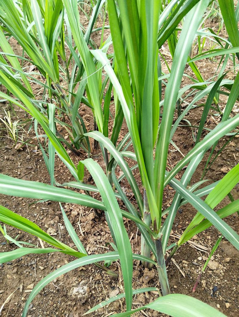 甘蔗是短日植物还是长日植物图标