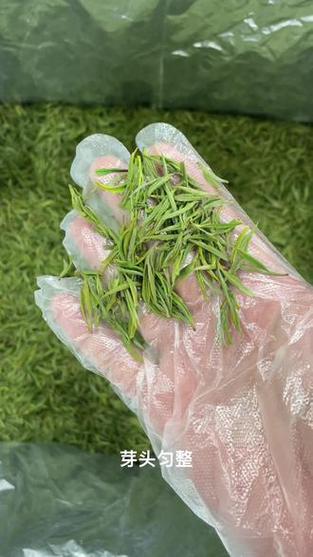 安吉白茶视频