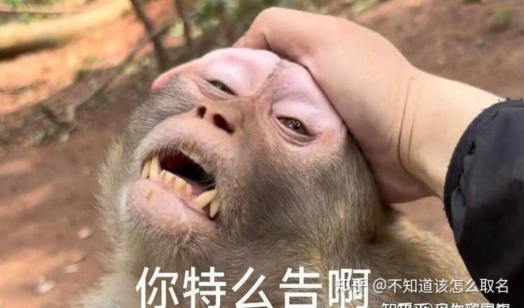 广西猴子表情包