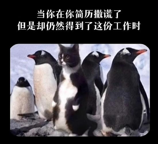 高情商回复不入职缩略图