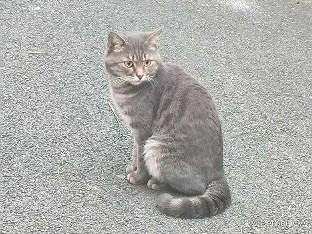 猫G花猫