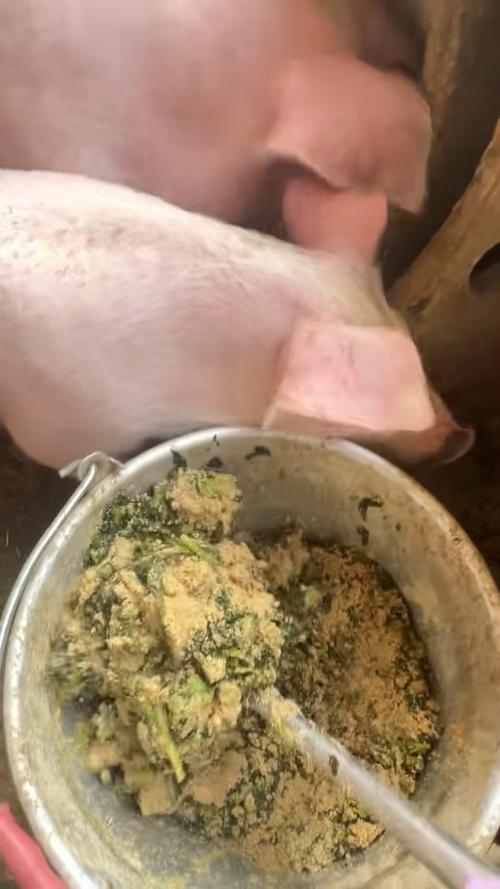 《喂猪》歌词