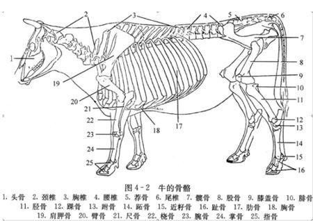 牛结构图及简介
