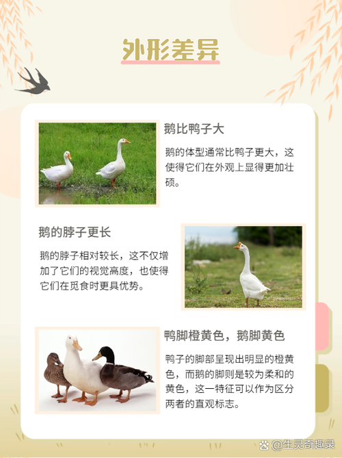 鸭子和鹅的区别图